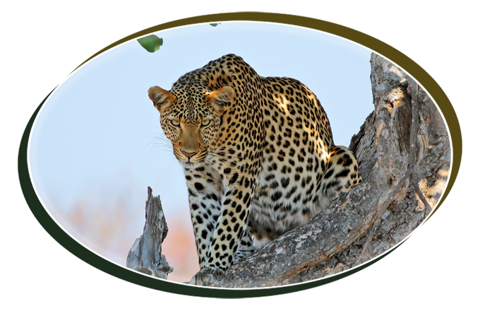 Hunting in Zambia